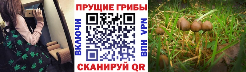 дарнет шоп  Злынка  omg ТОР  Галлюциногенные грибы MAGIC MUSHROOMS 